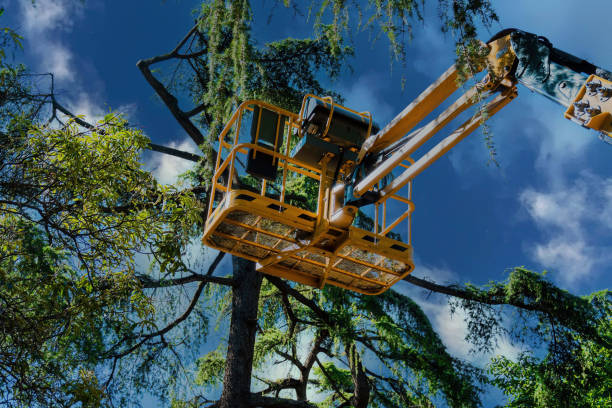 Trusted Memphis, FL Tree Services Experts