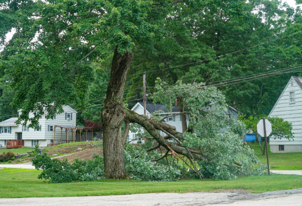 How Our Tree Care Process Works  in  Memphis, FL